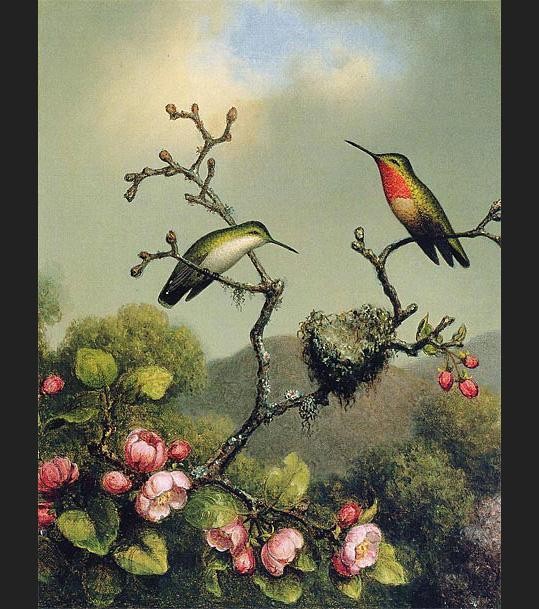 Martin Johnson Heade Ruby Throat of North America